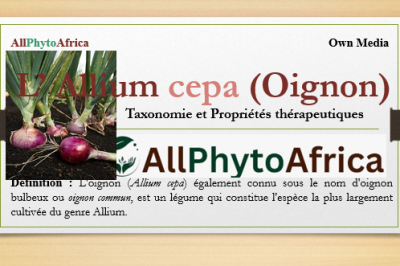 Allium cepa