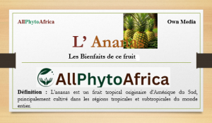 Le fruit Ananas