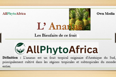 Le fruit Ananas