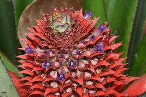 Fleurs d'Ananas_comosus