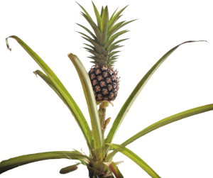 Ananas_comosus