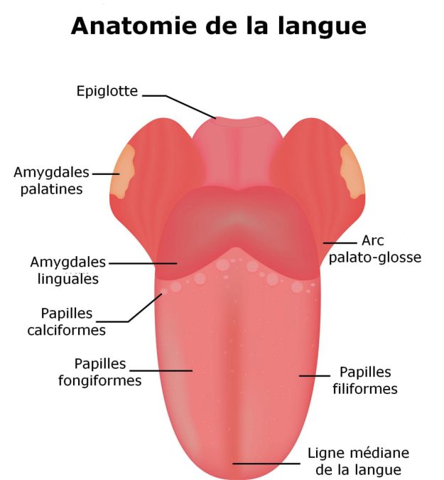 Anatomie de la langue