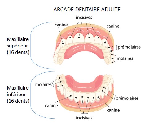 Type de dents et leurs positions