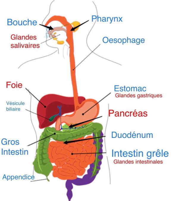 Le tube digestif