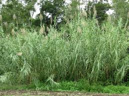 Arundo donax