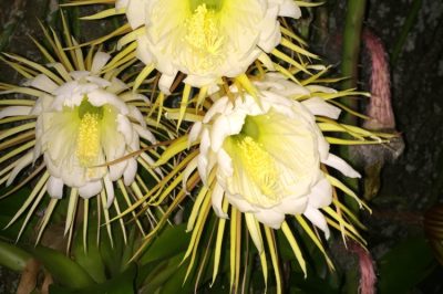 Cactus (Cereus grandiflorus)