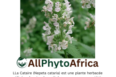 Cataire (Nepeta cataria)