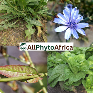 Chicorée sauvage (Cichorium intybus)