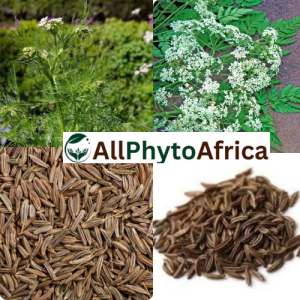 cumin (Cuminum cyminum)