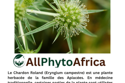 Chardon Roland (Eryngium campestre)