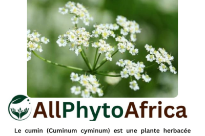 Cumin (Cuminum cyminum)