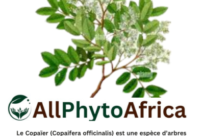 Copaïer (Copaifera officinalis)