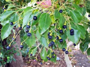 Camphier (Cinnamomum camphora)