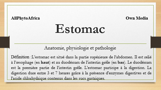 Estomac