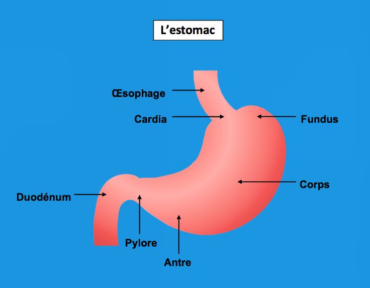 Image de l'estomac