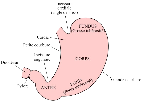 Image de l'estomac