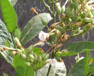 Les fleurs du tabac