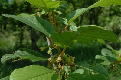 bourdaine (Rhamnus frangula)