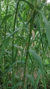 Arundo donax