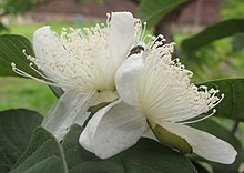 Les fleurs du Goyavier