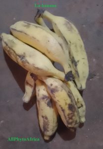 La banane, fruit du bananier 