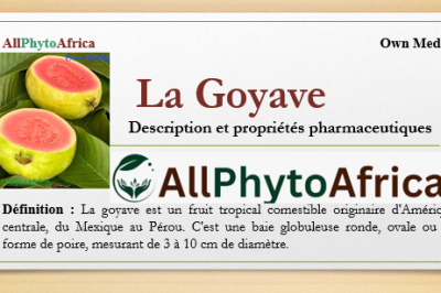 Goyave (le Fruits du Goyavier)