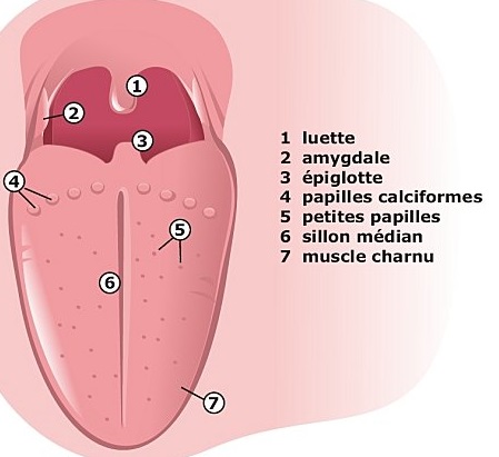 Anatomie de la langue