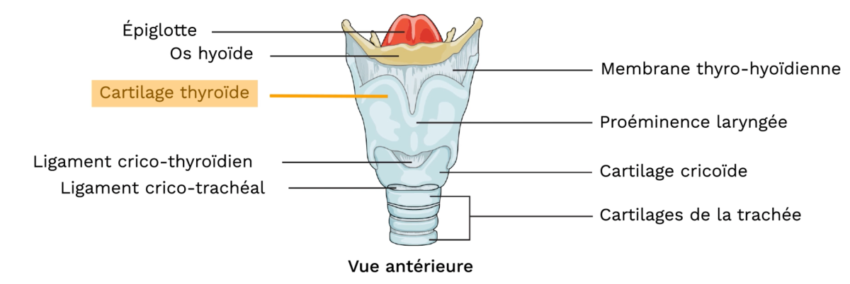 structure du larynx