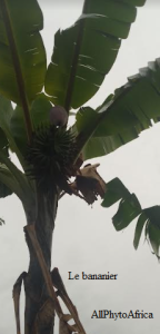 bananier (Musa spp)