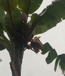 bananier (Musa spp)