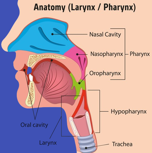 Anatomie général du Pharynx