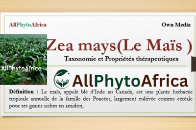 Zea mays (Le Maïs)