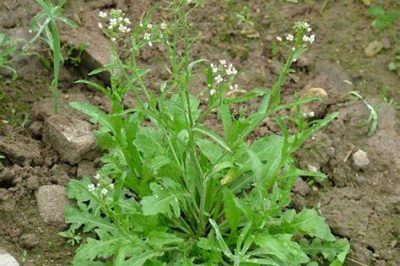 Bourse-à-pasteur (Capsella bursapastoris)