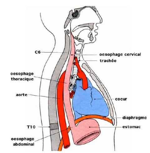 Anatomie