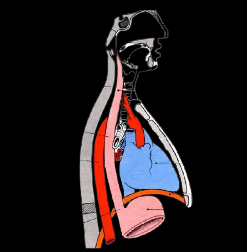 Oesophage sous fond noir