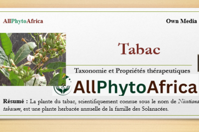 Le tabac (N. tabacum)