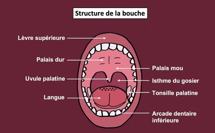 Anatomie de la bouche