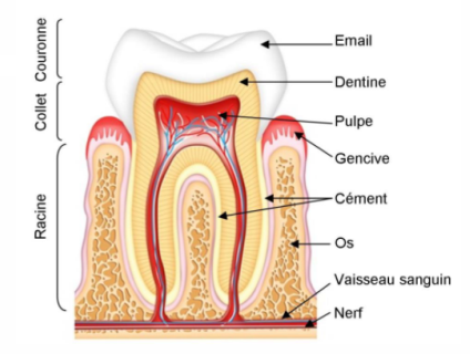 Composition  d’une dent