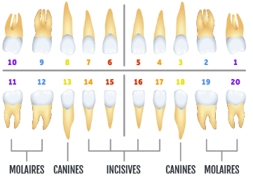 Type de dents et leurs positions