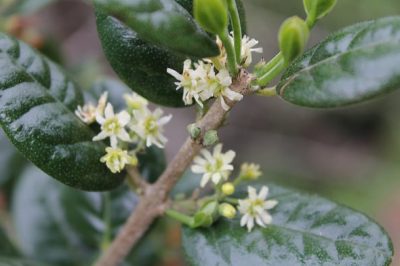 Boldo (Peumus boldus)