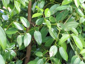 Cannelle chinoise (Cinnamomum aromatique)