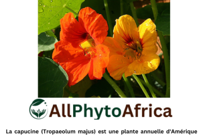 Capucine (Tropaeolum majus)