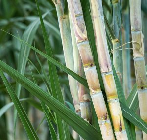 La canne à sucre (Saccharum officinarum)