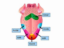 la langue : Les zones responsables du goût