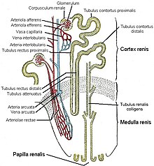 schéma annoté  d’un  néphron .