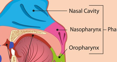 Le Pharynx 