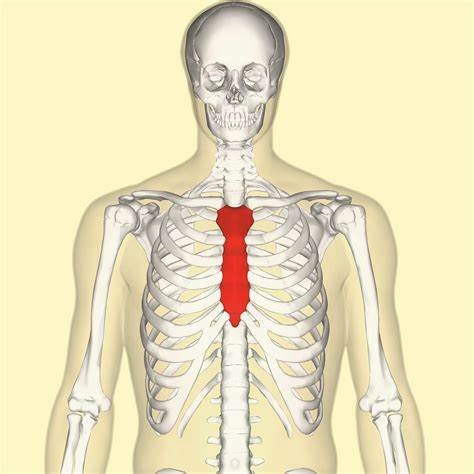 Structure du sternum