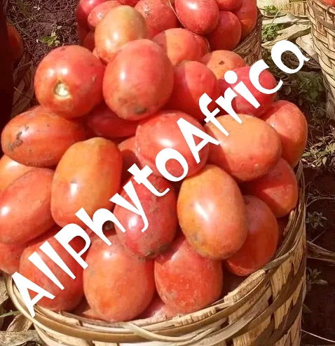 Tomate en Afrique