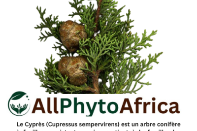 Cyprès (Cupressus sempervirens)