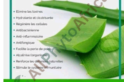 Les 10 bienfaits d’Aloe vera 